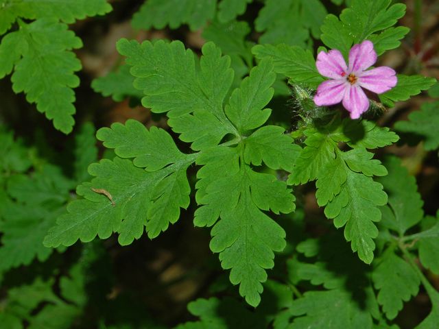 Geranium robertianum / Geranio di S.Roberto